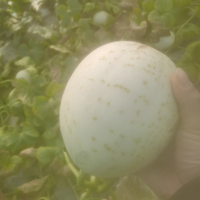 三门县玉姑甜瓜
