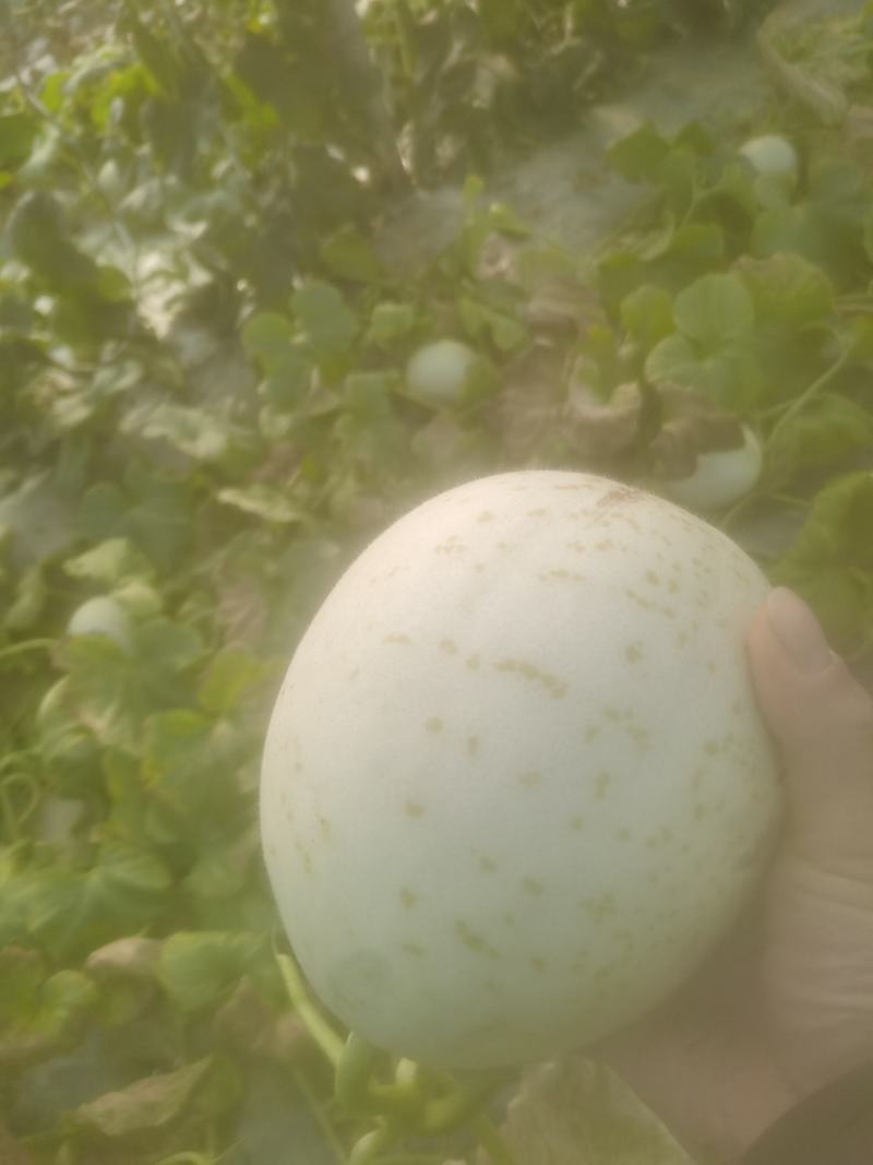 三门县玉姑甜瓜