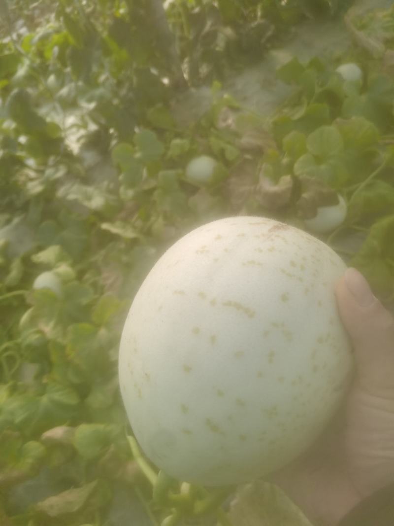 三门县玉姑甜瓜