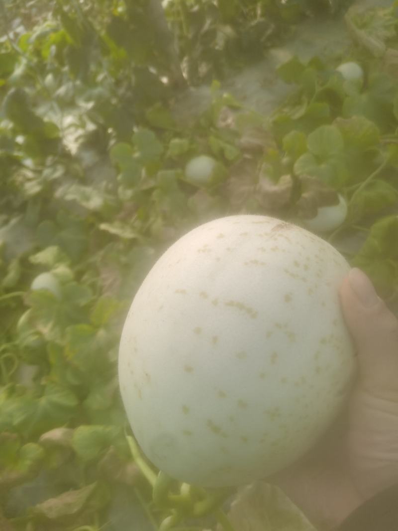 三门县玉姑甜瓜