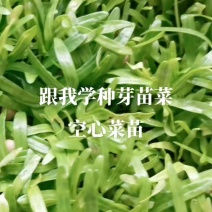 空心菜种苗