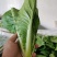 上海青青菜白菜生菜代办一条龙服务