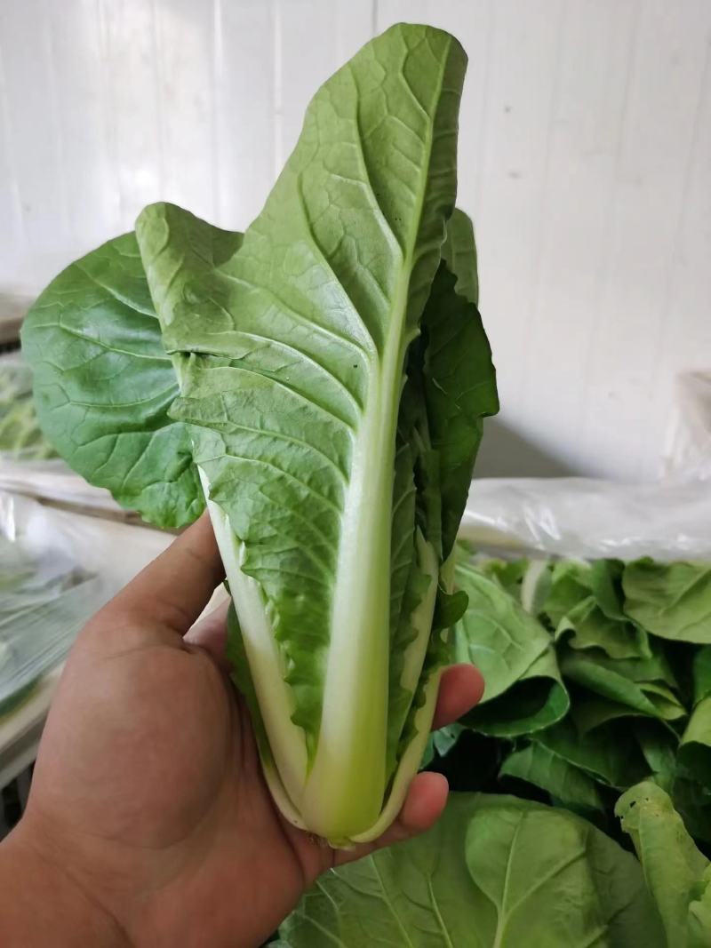 上海青青菜白菜生菜代办一条龙服务