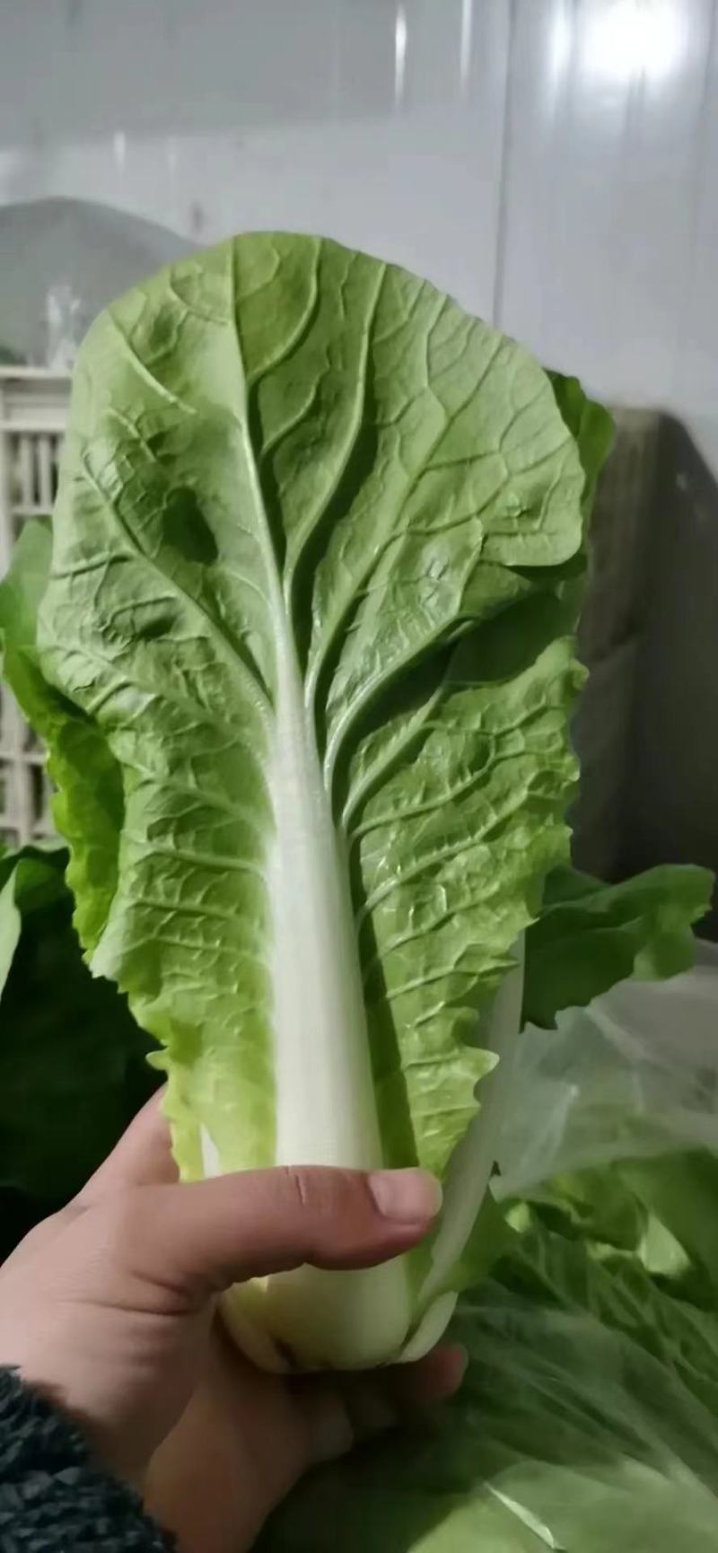 上海青青菜白菜生菜代办一条龙服务