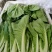 上海青青菜白菜生菜代办一条龙服务