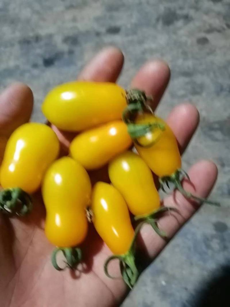 小番茄