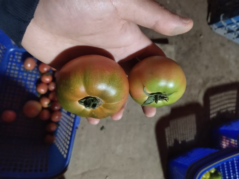 小番茄