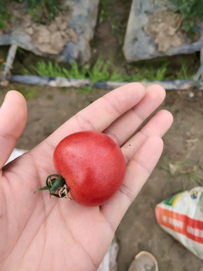 小番茄