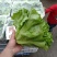 意大利生菜生菜