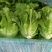 意大利生菜生菜