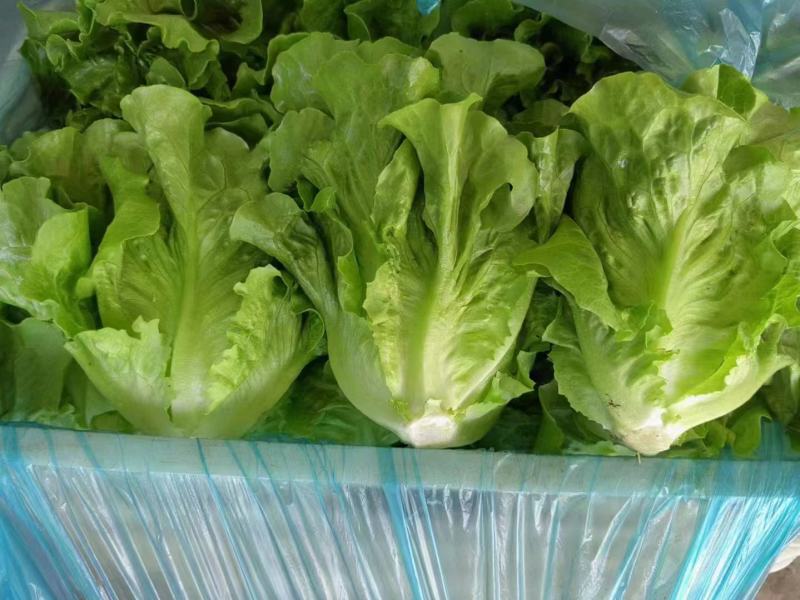 意大利生菜生菜