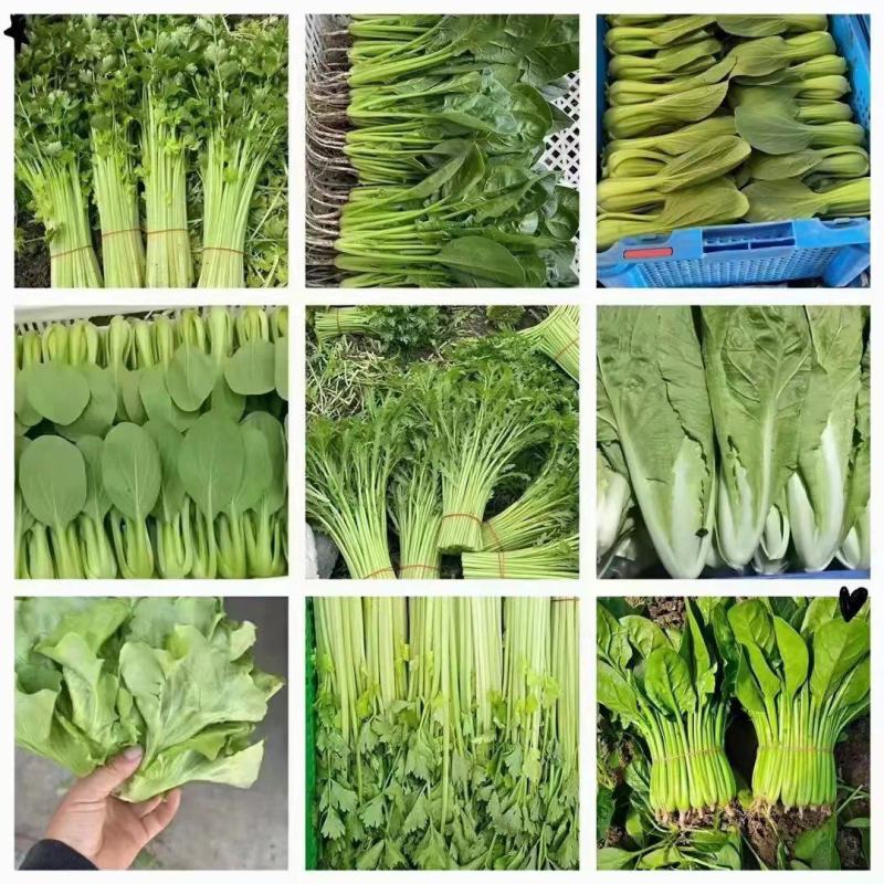 茼蒿