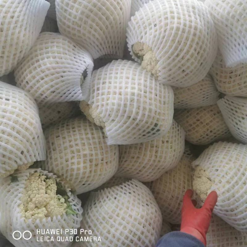 精品有机花上市