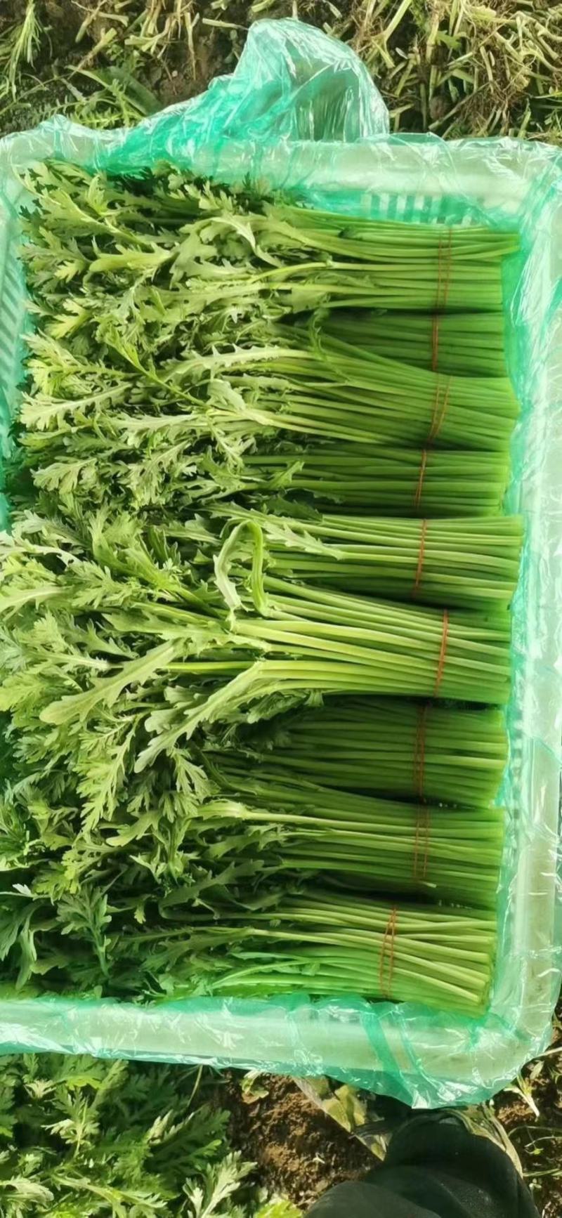 茼蒿