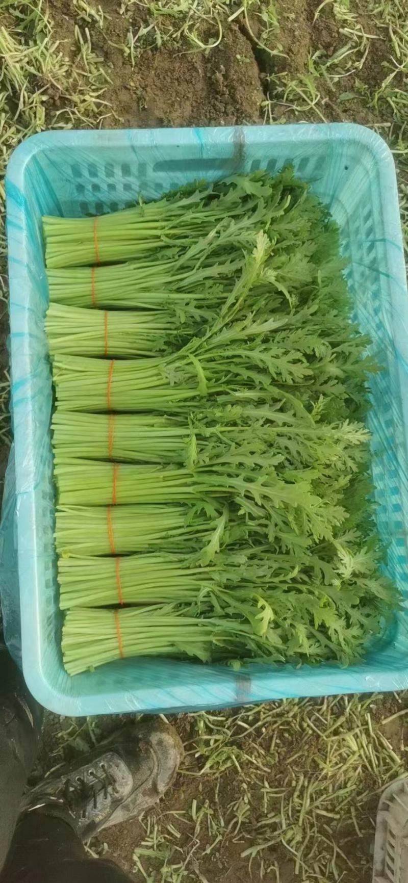 茼蒿