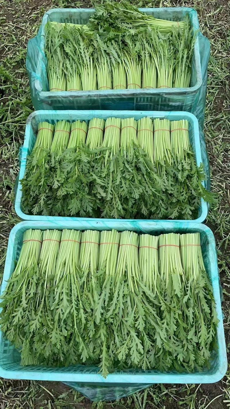 茼蒿