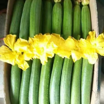 丝瓜黄花芹菜油麦菜