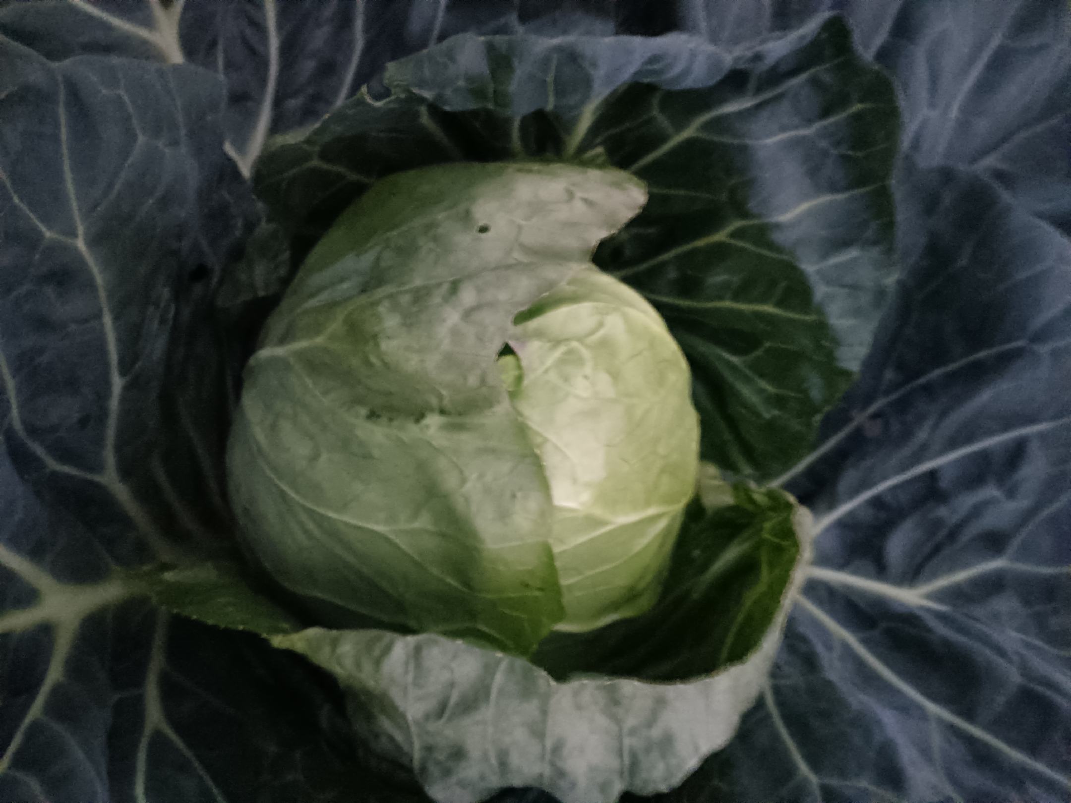 羽衣甘蓝植株特写展示其茎叶结构