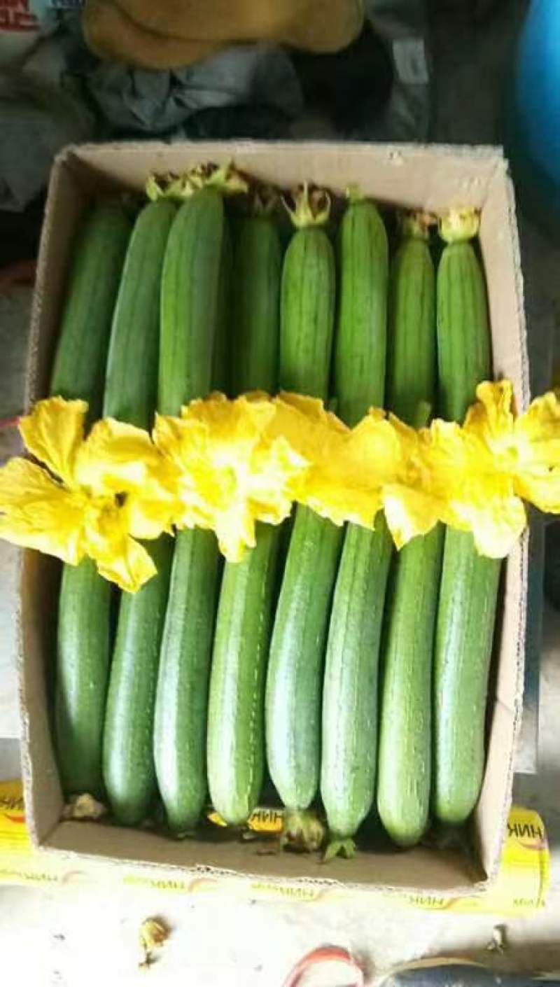 丝瓜黄花芹菜油麦菜