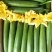 丝瓜黄花芹菜油麦菜