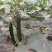 丝瓜黄花芹菜油麦菜