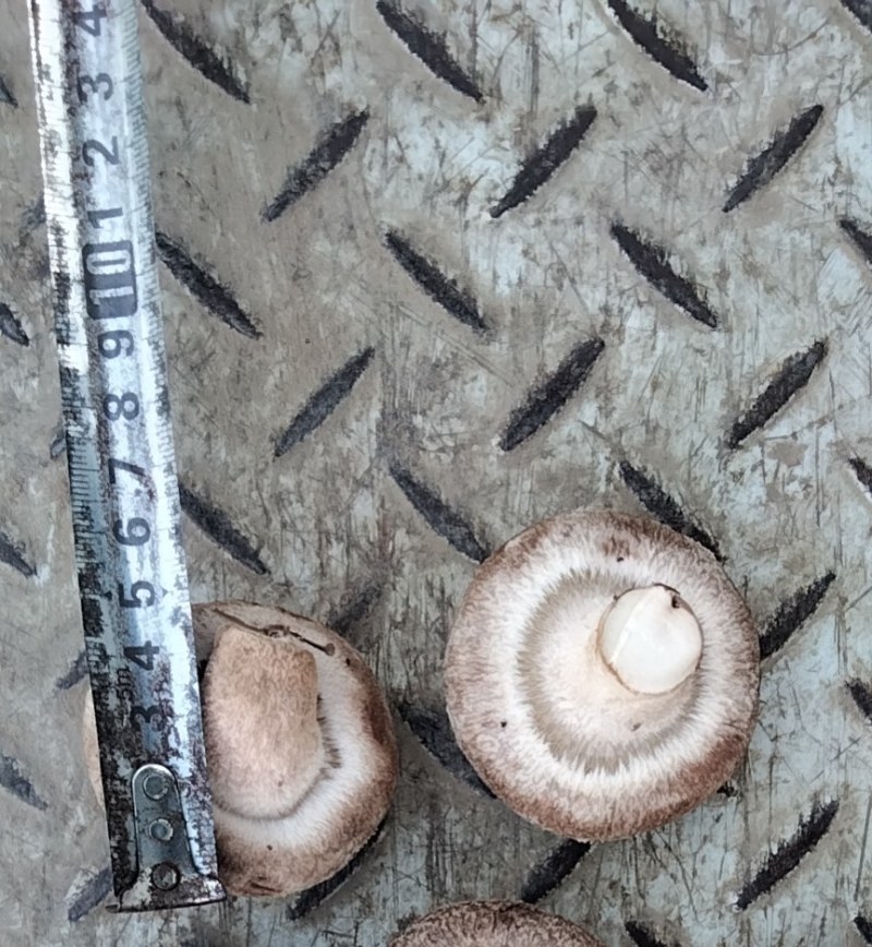 香菇货源充足，价格优惠产地直发大批量走货需要的老板快来
