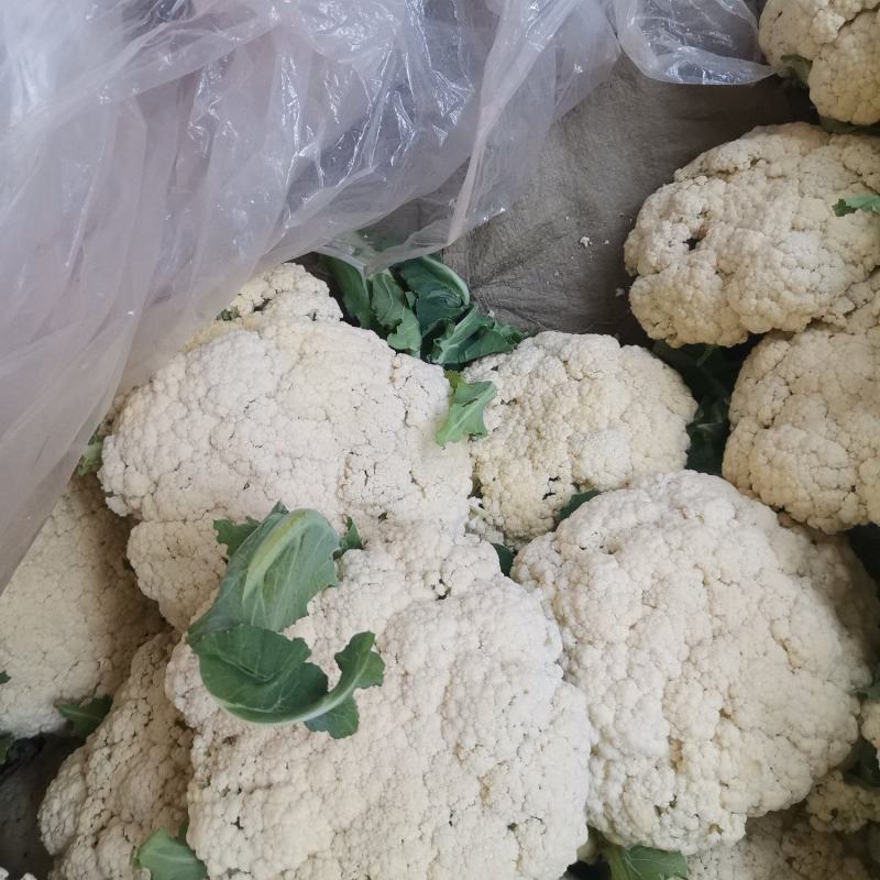 优质菜花-松花菜质量好，基地直供，全国代发