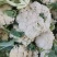 优质菜花-松花菜质量好，基地直供，全国代发