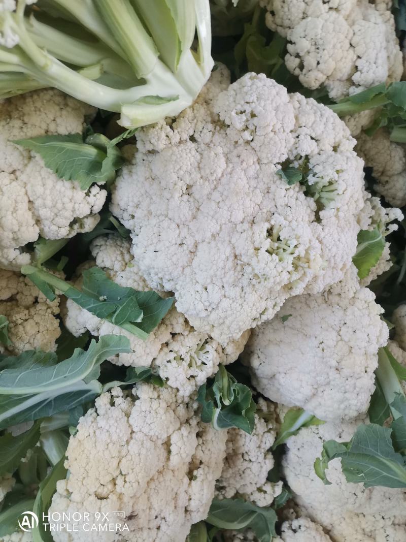 优质菜花-松花菜质量好，基地直供，全国代发