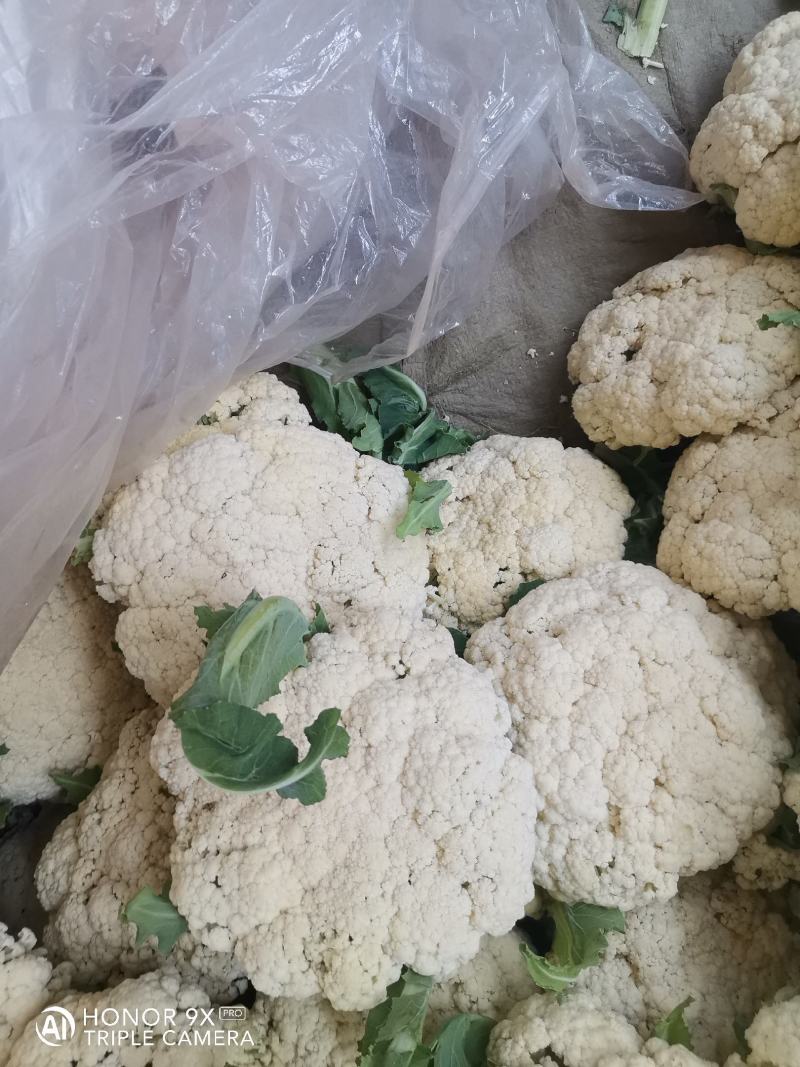 优质菜花-松花菜质量好，基地直供，全国代发