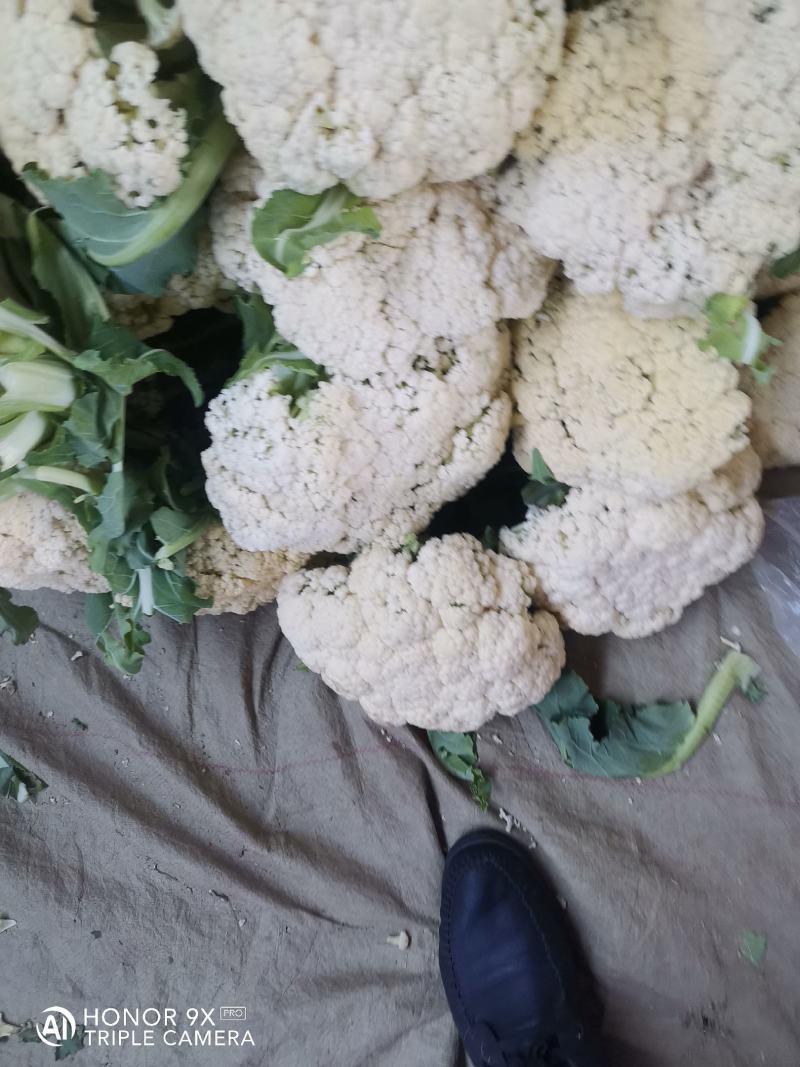 优质菜花-松花菜质量好，基地直供，全国代发