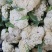 优质菜花-松花菜质量好，基地直供，全国代发