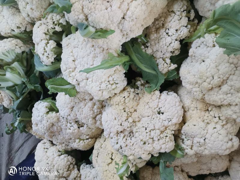 优质菜花-松花菜质量好，基地直供，全国代发