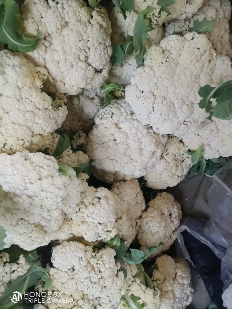 优质菜花-松花菜质量好，基地直供，全国代发