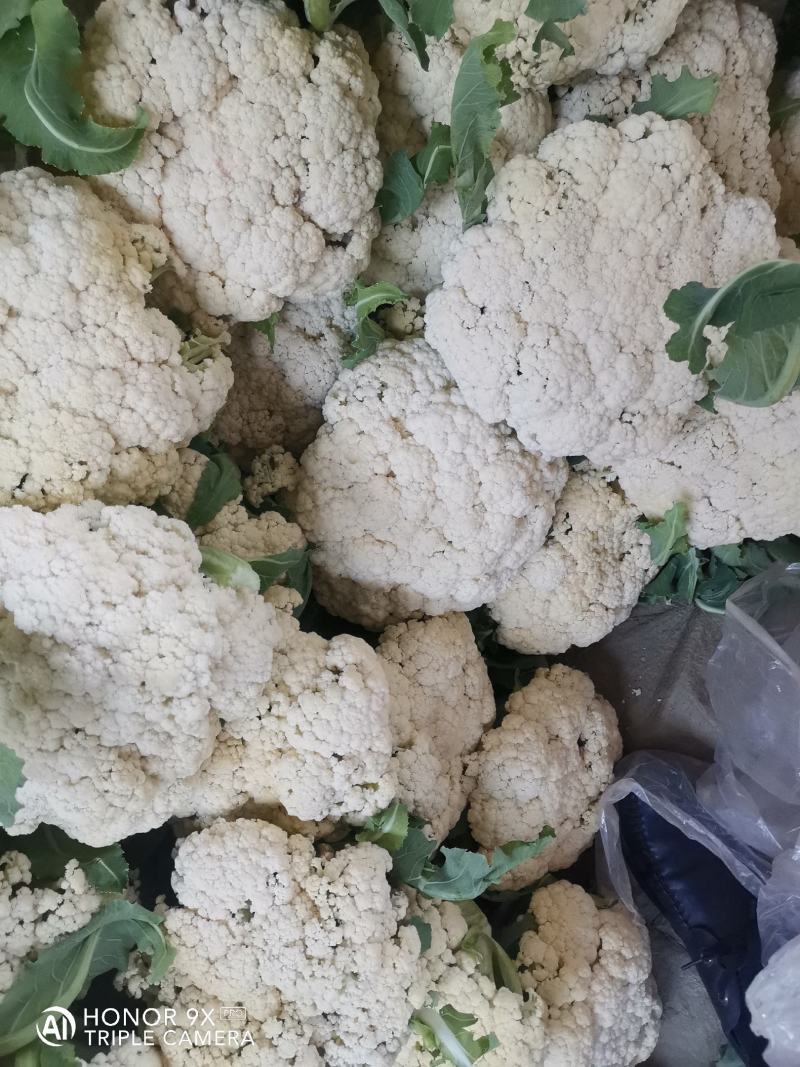 优质菜花-松花菜质量好，基地直供，全国代发