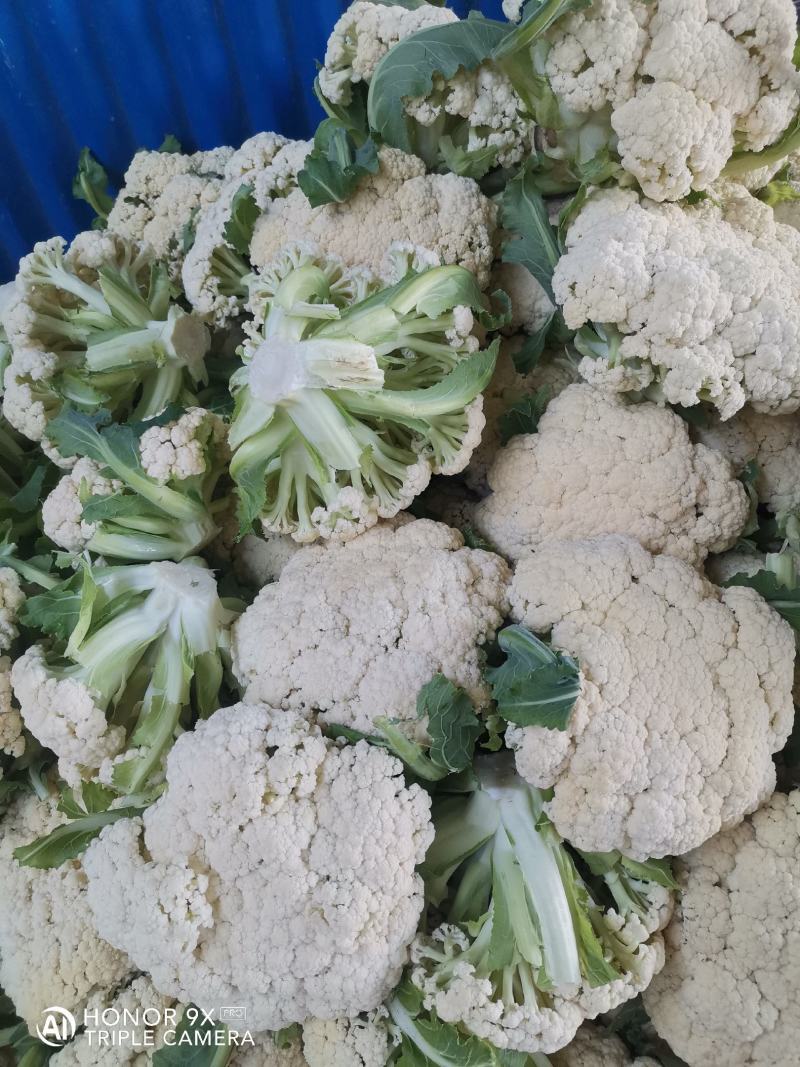 优质菜花-松花菜质量好，基地直供，全国代发