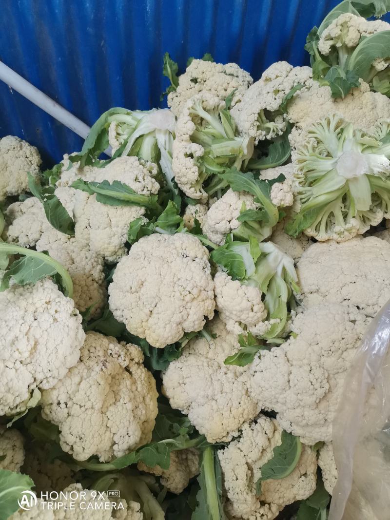 优质菜花-松花菜质量好，基地直供，全国代发