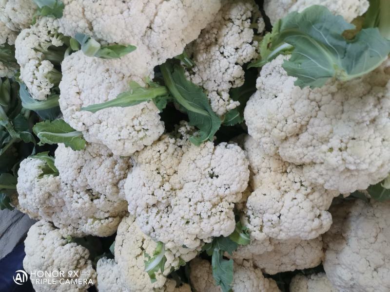 优质菜花-松花菜质量好，基地直供，全国代发