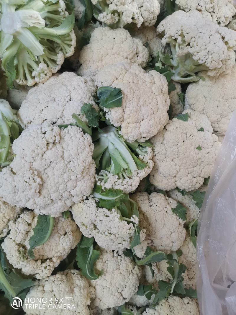 优质菜花-松花菜质量好，基地直供，全国代发