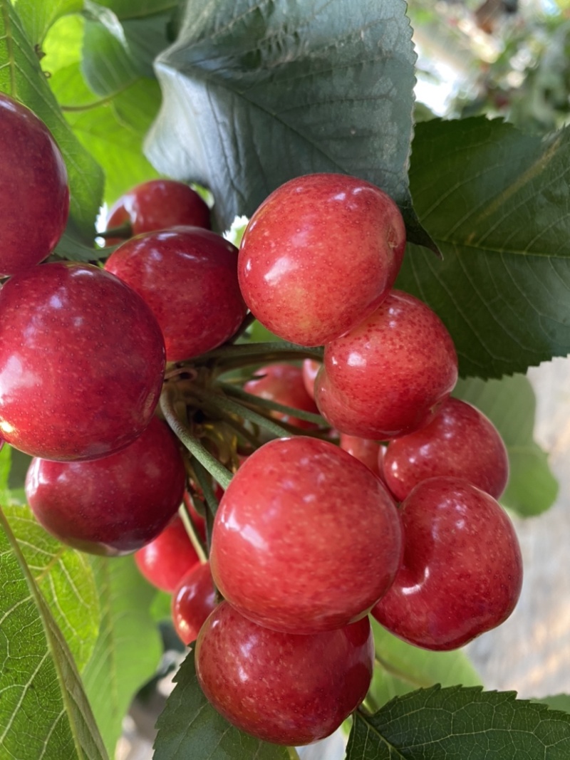 2025年山东大樱桃大量上市啦，美早，红灯大量现货