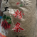 包子粉红色和青色