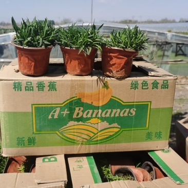 欧石竹，花海欧石竹基地，苗圃出货，质优价廉