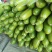 优质西葫芦-绿皮西葫芦质量好,基地直供,全国代发