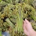 蕨菜干