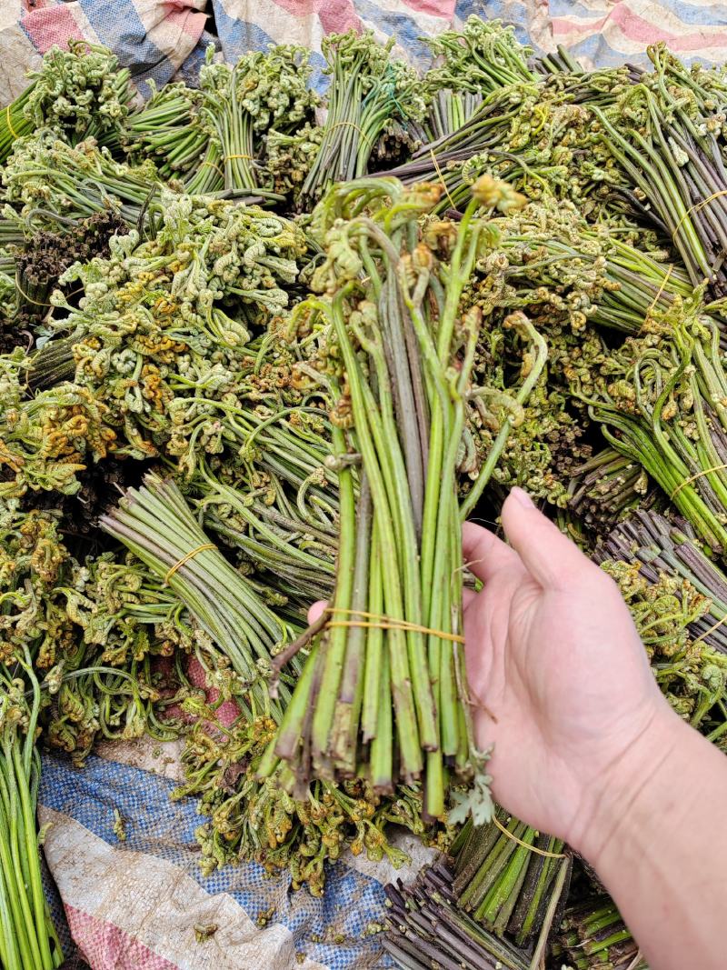 蕨菜干