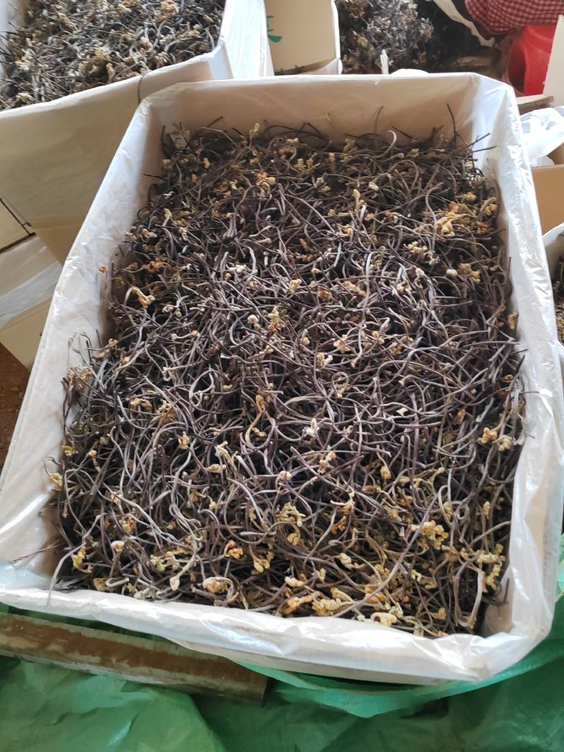 蕨菜干