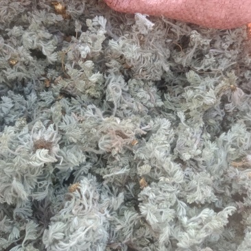新鲜棉茵陈