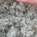 新鲜棉茵陈