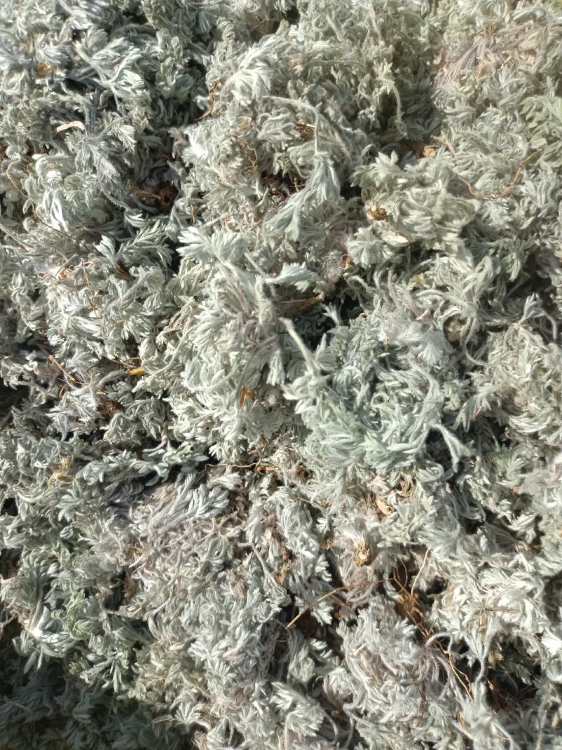 新鲜棉茵陈