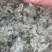 新鲜棉茵陈